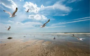 Leertraject natuurfotografie in Ouddorp